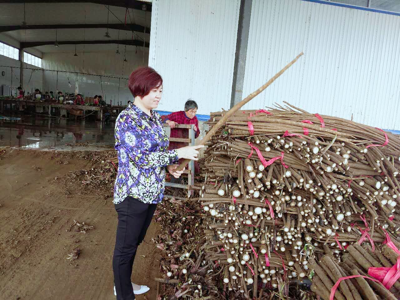 杨秀凤：从普通工人到“牛蒡一姐”